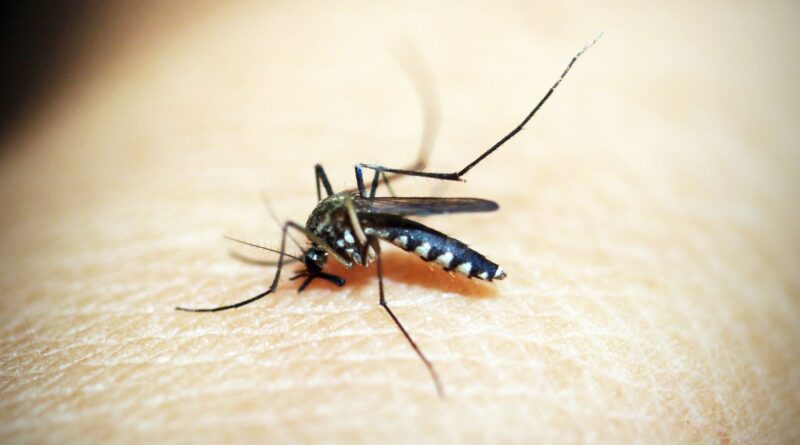 black mosquito on person s skin